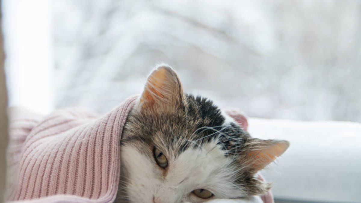 Seu gato procura cobertores e lugares quentinhos? Veja como o frio afeta os felinos