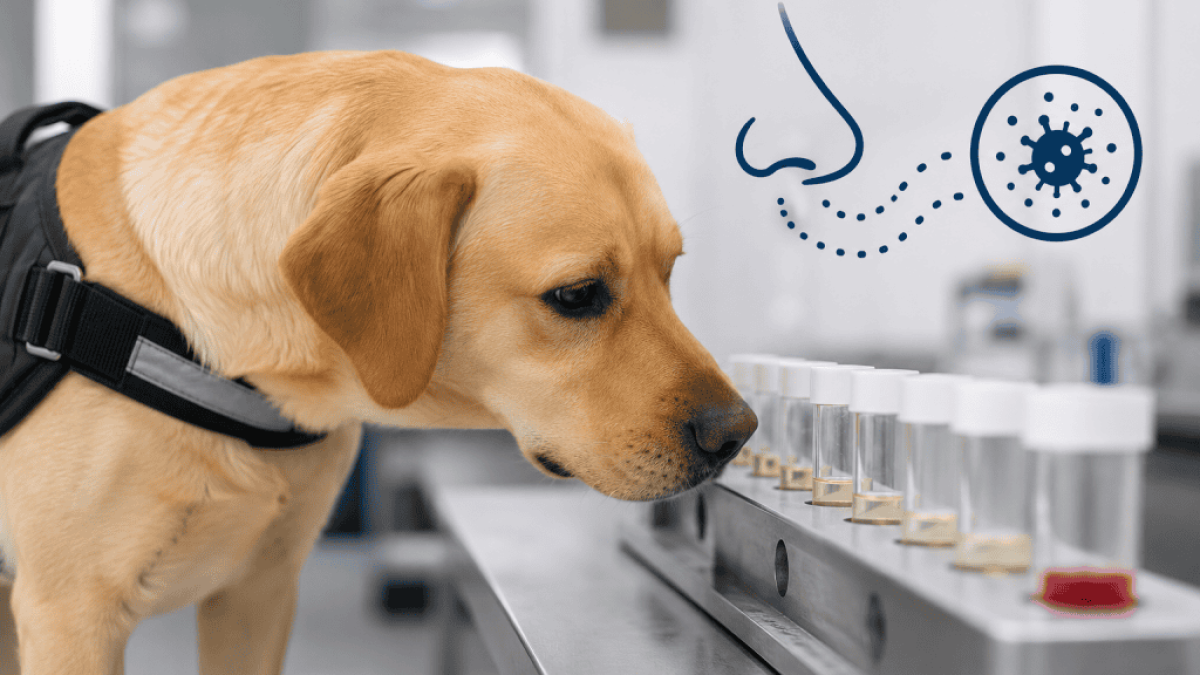Cães podem detectar câncer e tuberculose em estudo da Ufes