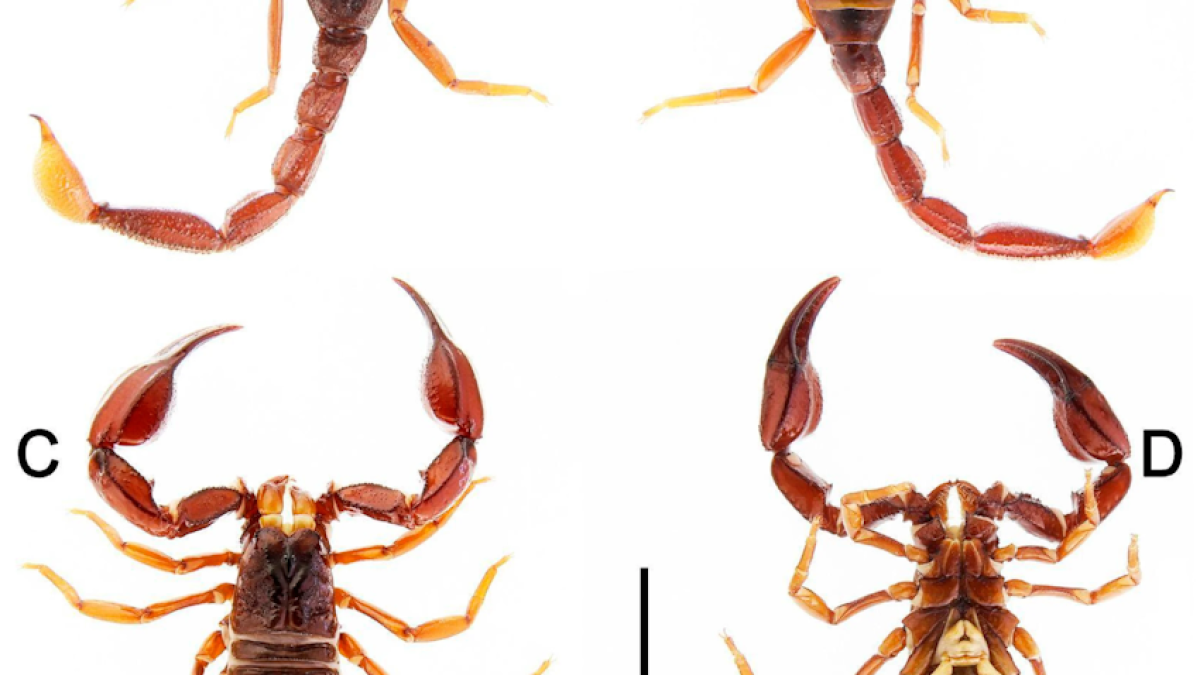Cientistas descobrem duas novas espécies de escorpiões em Rondônia