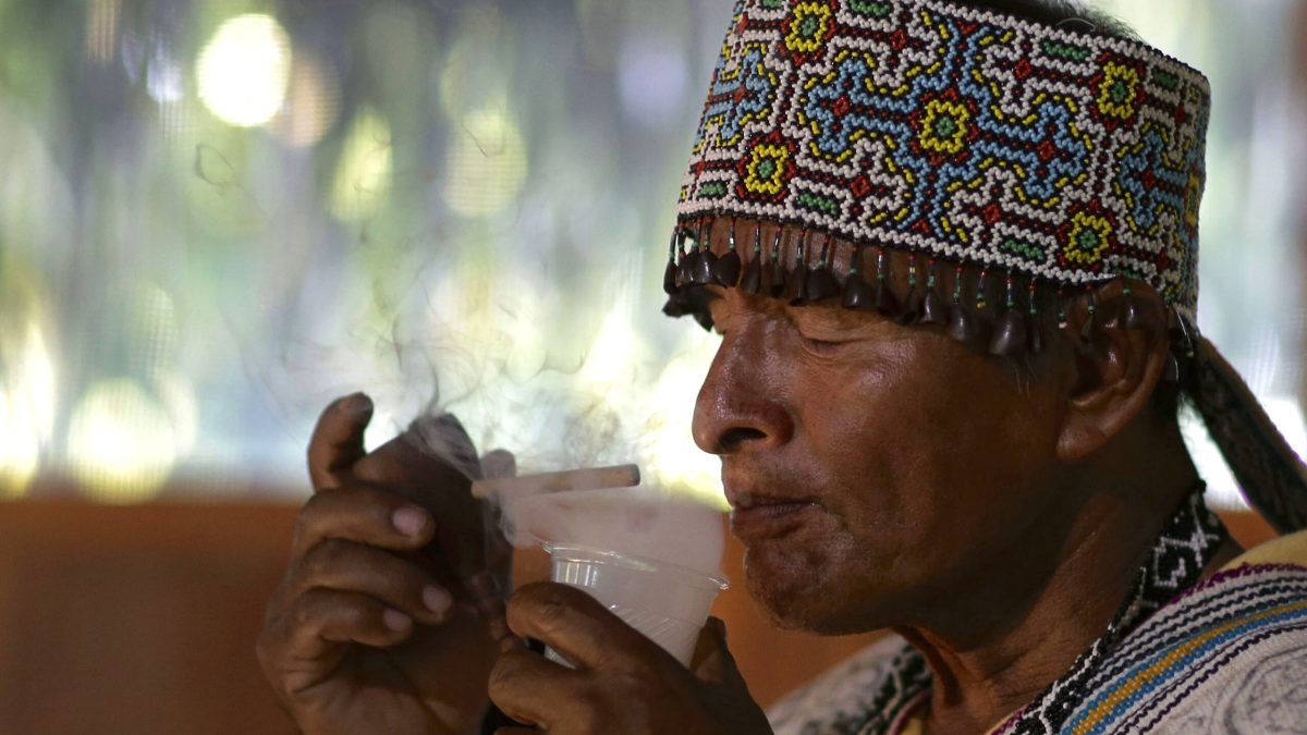 Expansão global da ayahuasca pressiona plantas e saberes ancestrais na Amazônia