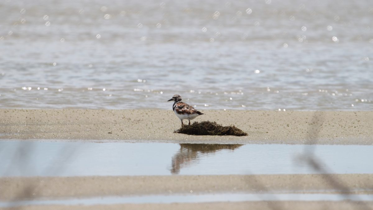 Aves migratórias podem perder metade dos habitats no Brasil até 2050, apontam estudos