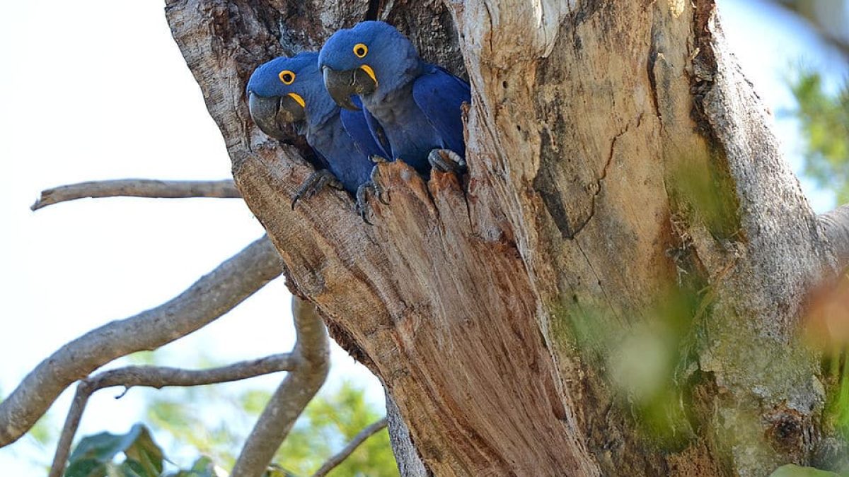 Brasil atualiza lista de espécies ameaçadas após avaliação de mais de 15 mil espécies da fauna