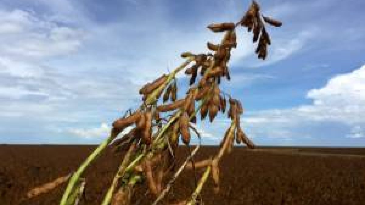 FII RZTR11 rescinde arrendamento após inadimplência em fazenda de Goiás; veja impacto