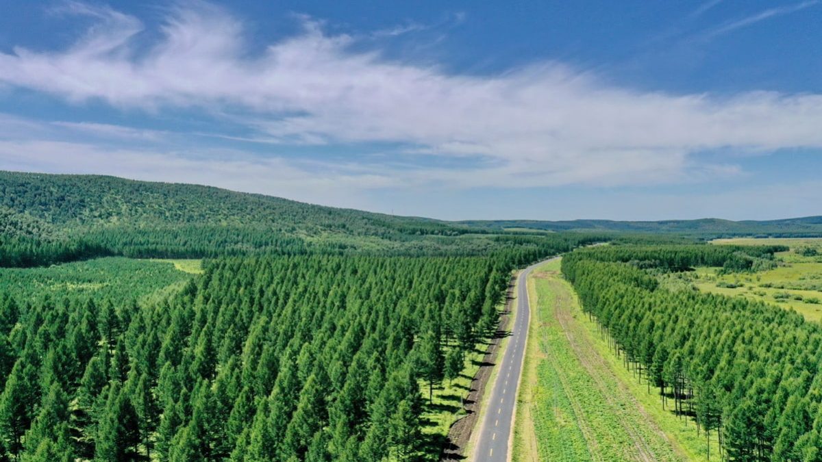 China refloresta em um ano área superior a Alagoas e recupera equivalente a Santa Catarina