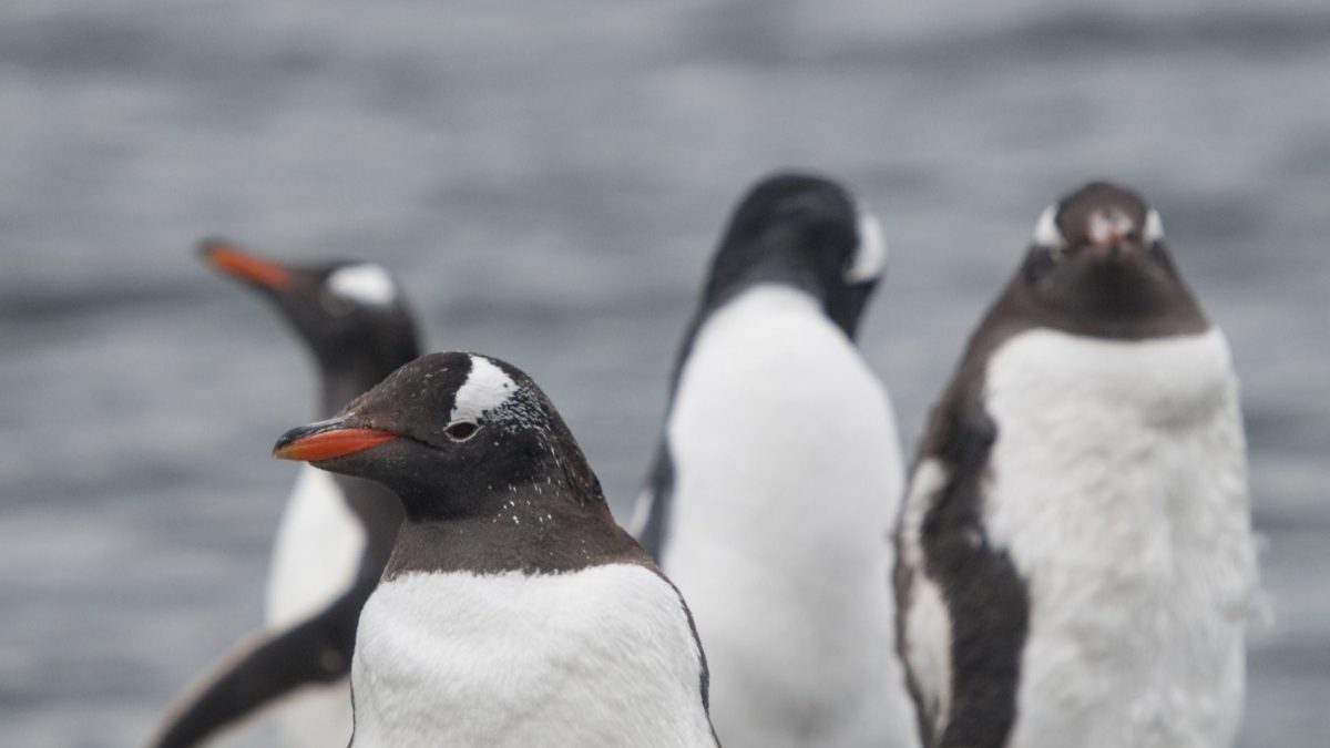 Filme inspirado em pinguins promete revolucionar controle térmico e de micro-ondas
