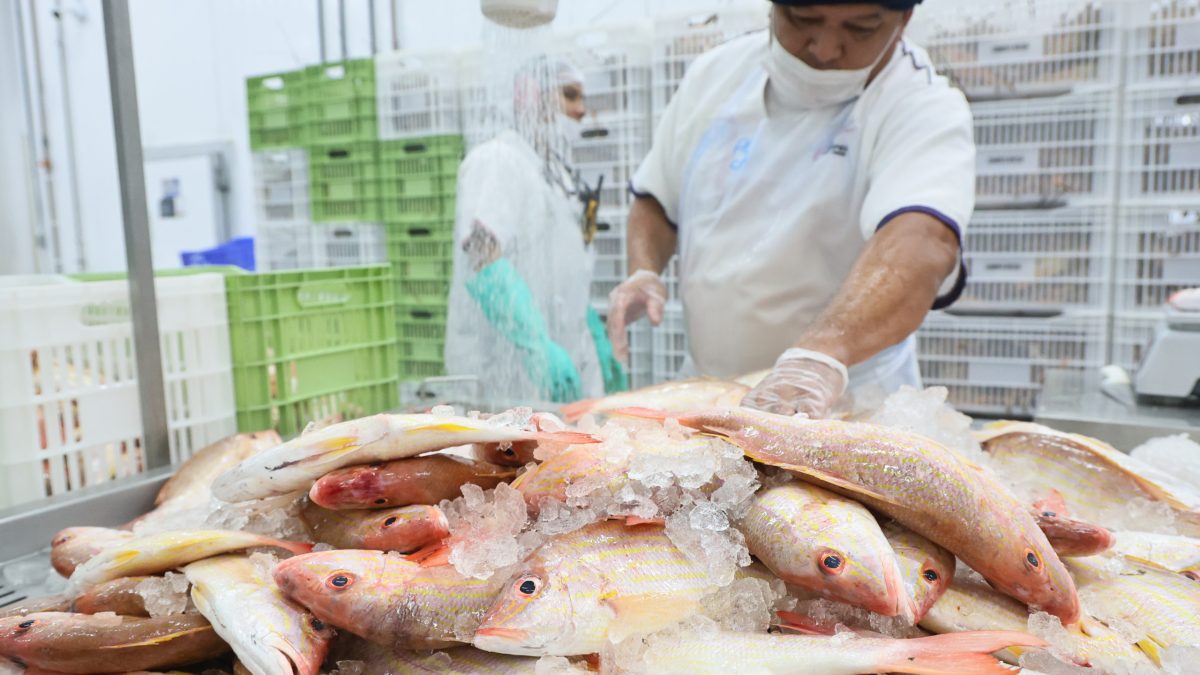 Ceará lidera exportações de pescado e atrai investimentos em logística