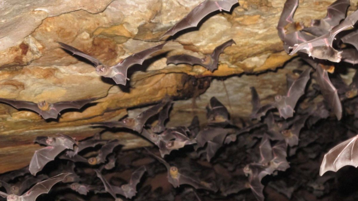 Extinção de morcegos pode levar à perda de parasitas exclusivos, aponta estudo
