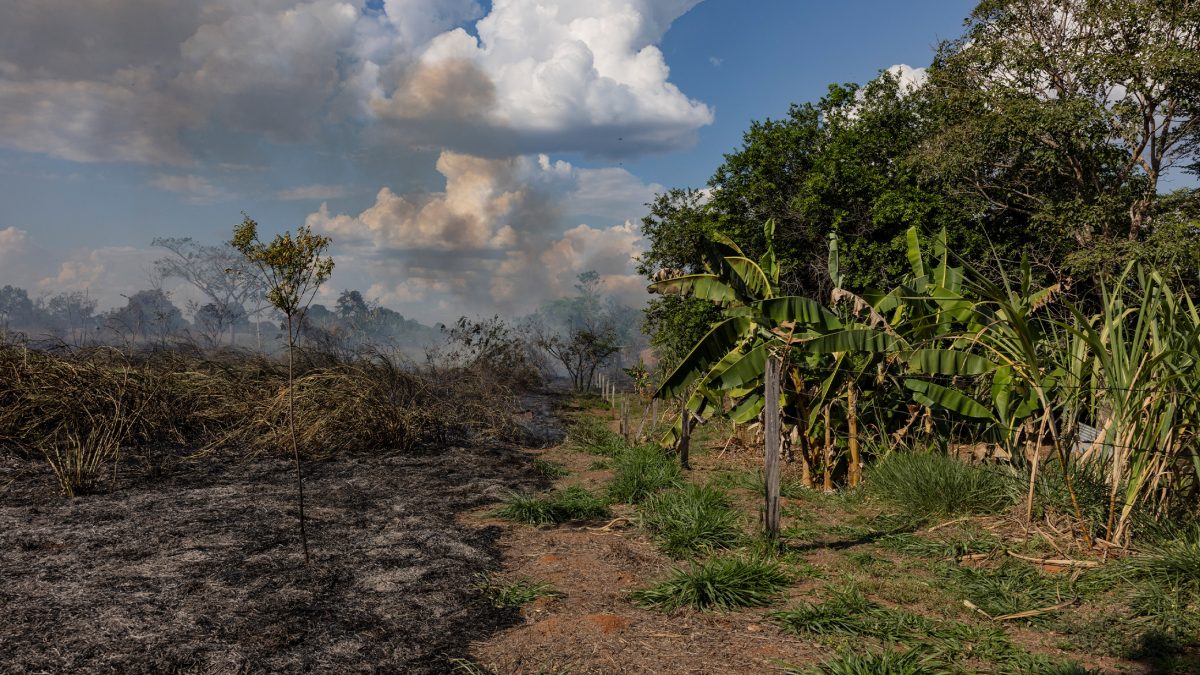 Estudo aponta risco de colapso da Amazônia até 2040 com desmatamento e aquecimento