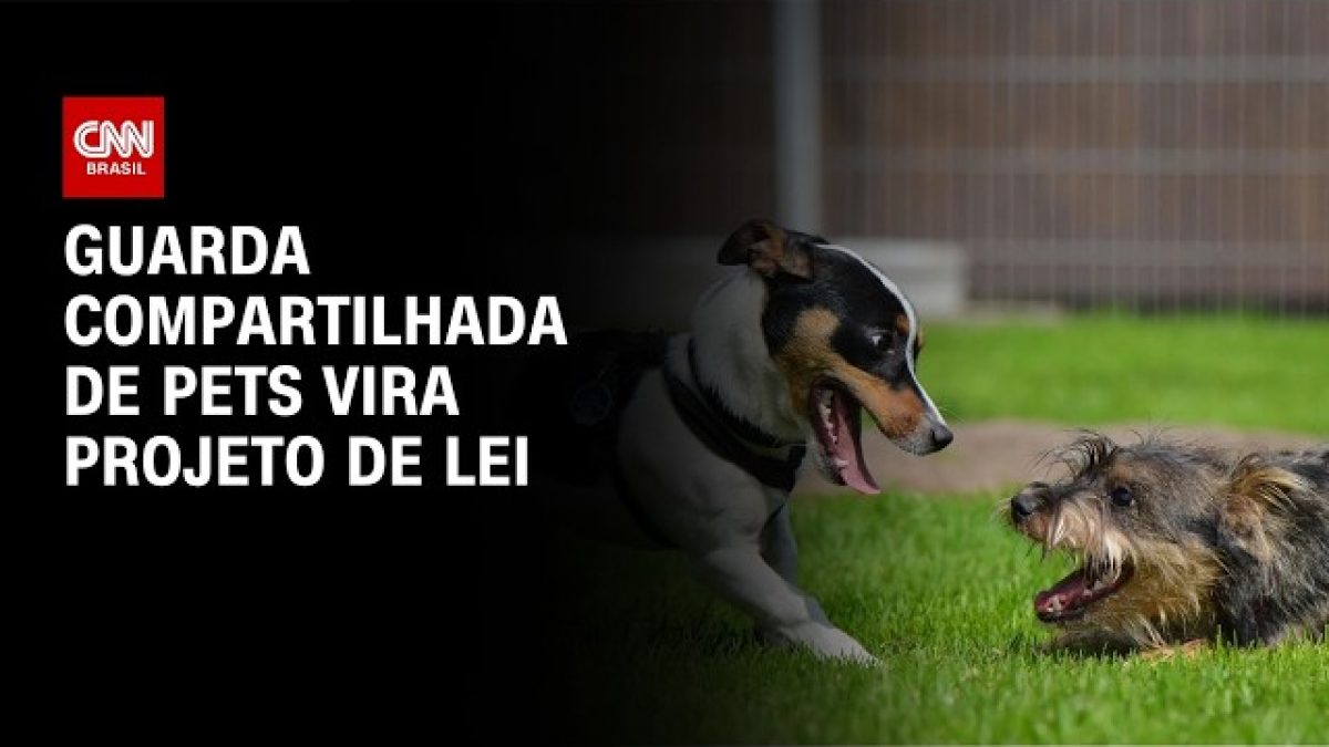 Gatos e cães podem afetar o humor de donos estressados? estudo explica