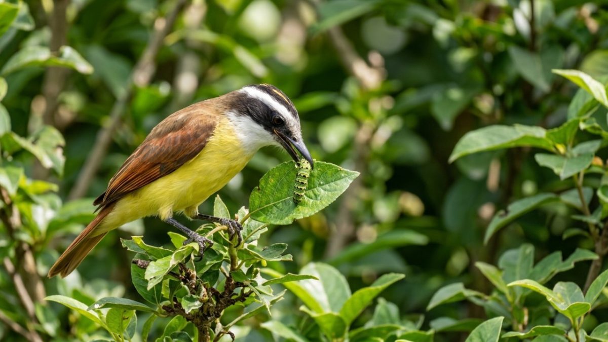 Se você escutar algum canto alto de um bem-te-vi em sua casa ou jardim, nós lhe diremos o que isso significa e por que é algo bom