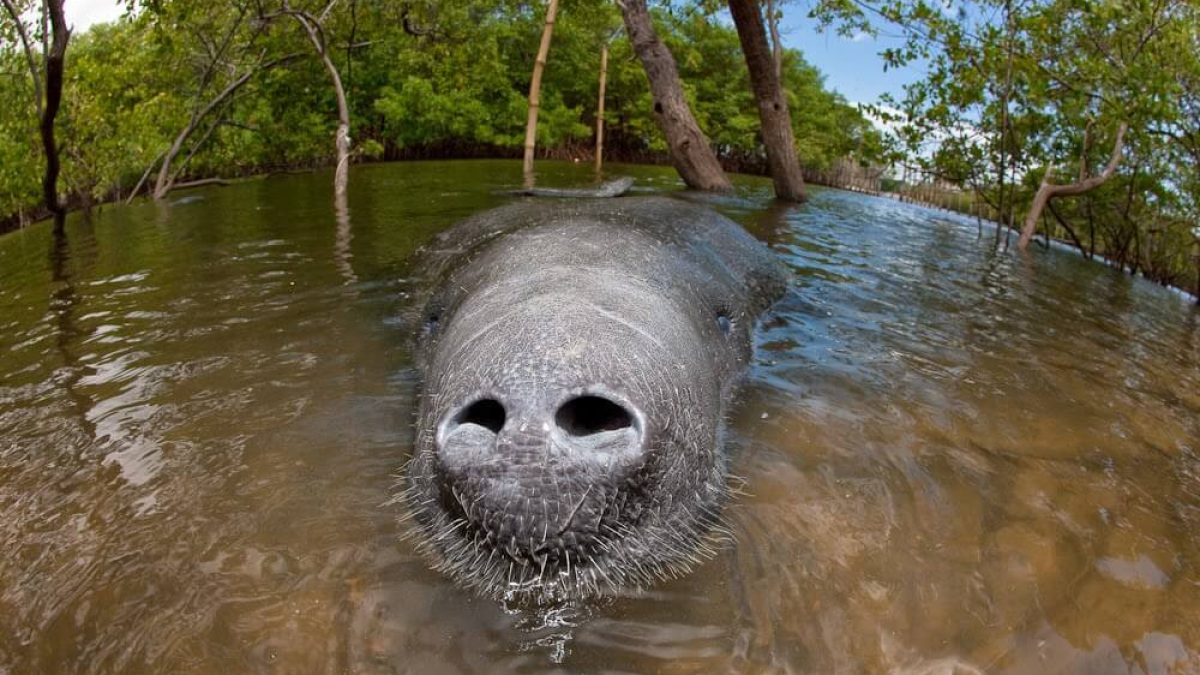 Ibama aprova perfuração na Foz do Amazonas apesar de resgate de peixes-bois ser considerado inviável pela Petrobras