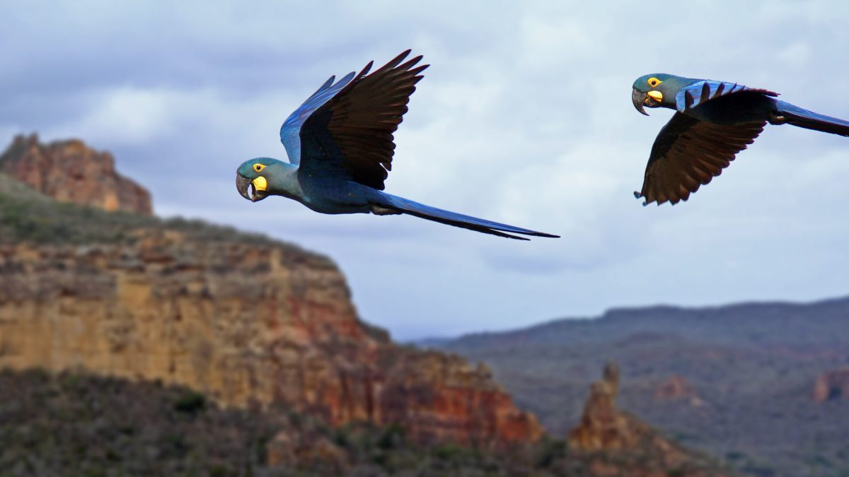 Projetos de conservação recolorem paisagens com a volta de papagaios e araras no Brasil