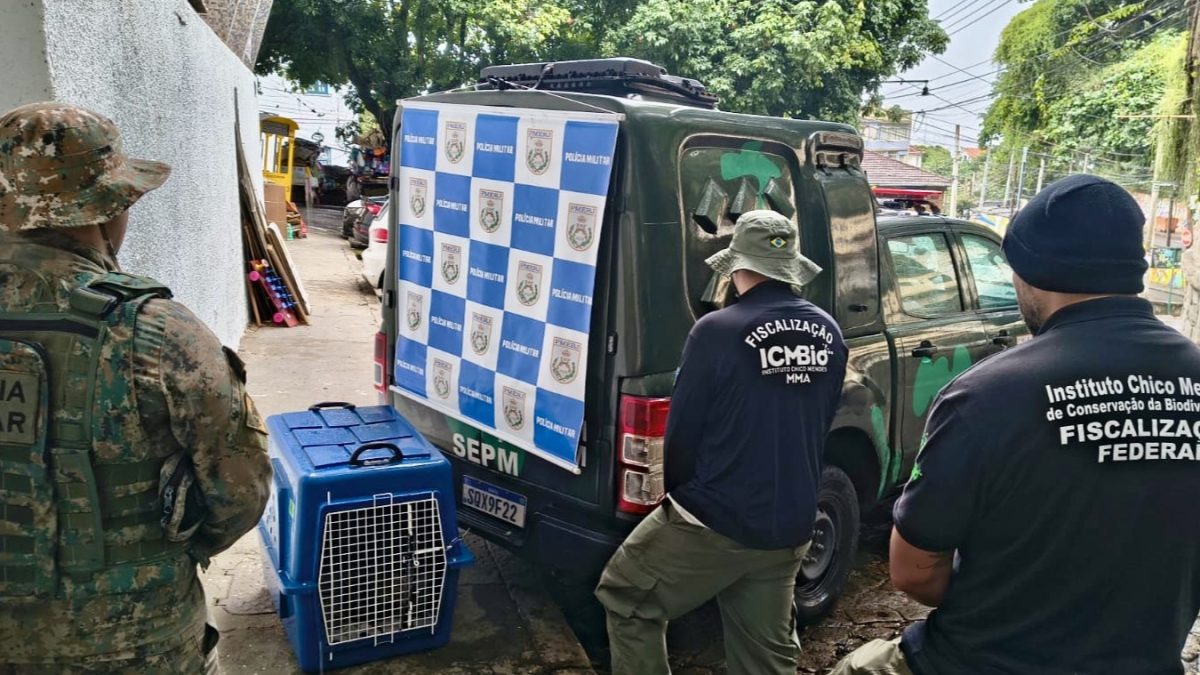 Macaco-prego acorrentado em casa no Rio é resgatado por fiscais e PM ambiental