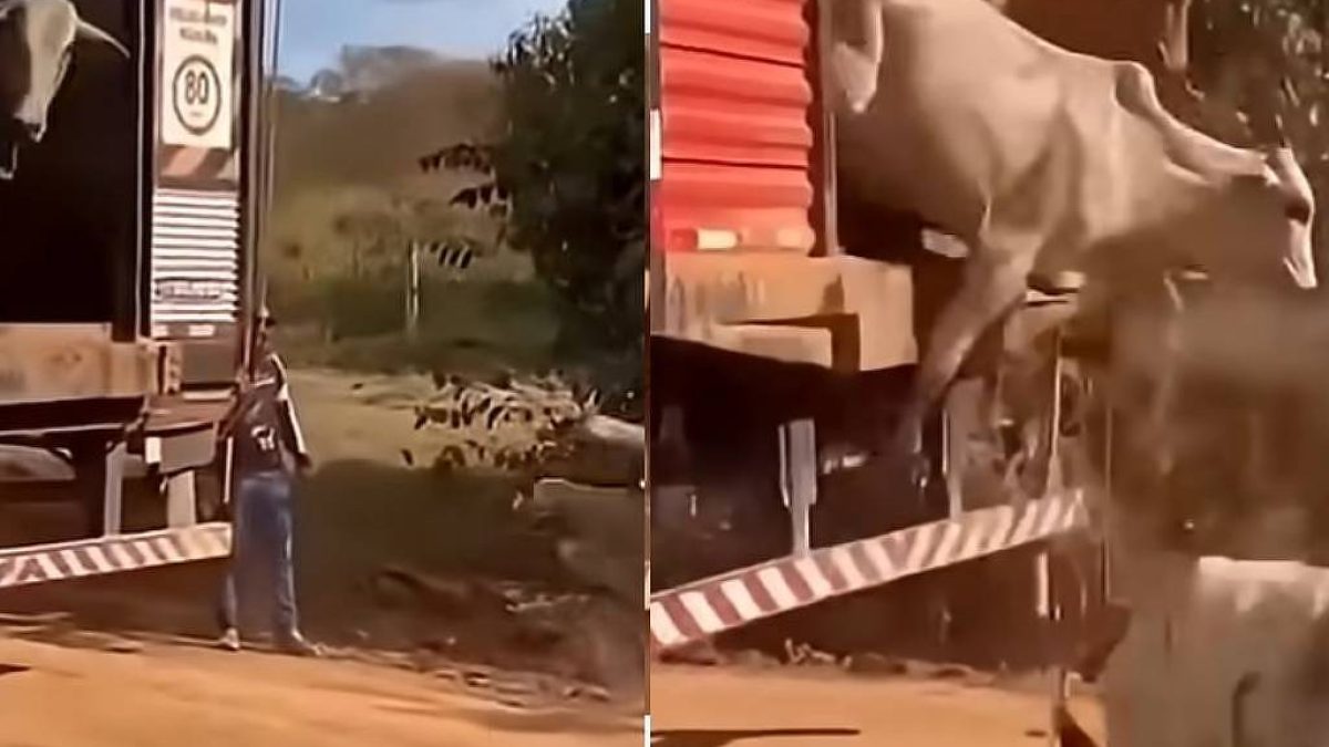 Produtores interceptam caminhões do ICMBio e libertam gado apreendido no Pará