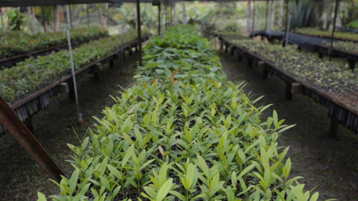 Minas Gerais supera meta do Tratado da Mata Atlântica com 7,8 milhões de mudas plantadas