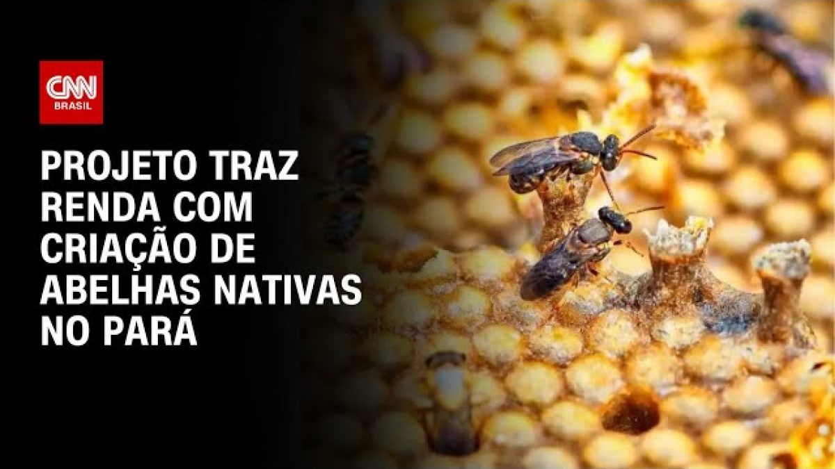 Zangões demonstram capacidade de resolver problemas espontaneamente, aponta estudo