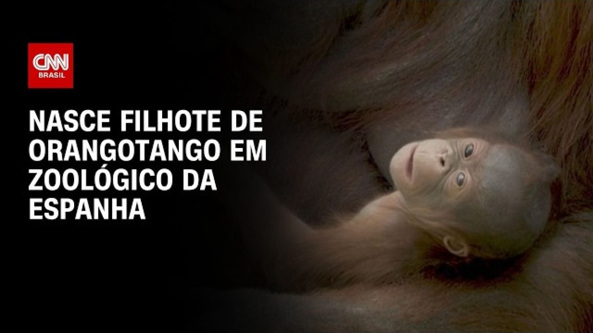 Estudos com macacos apontam que fala humana pode ter evoluído da risada