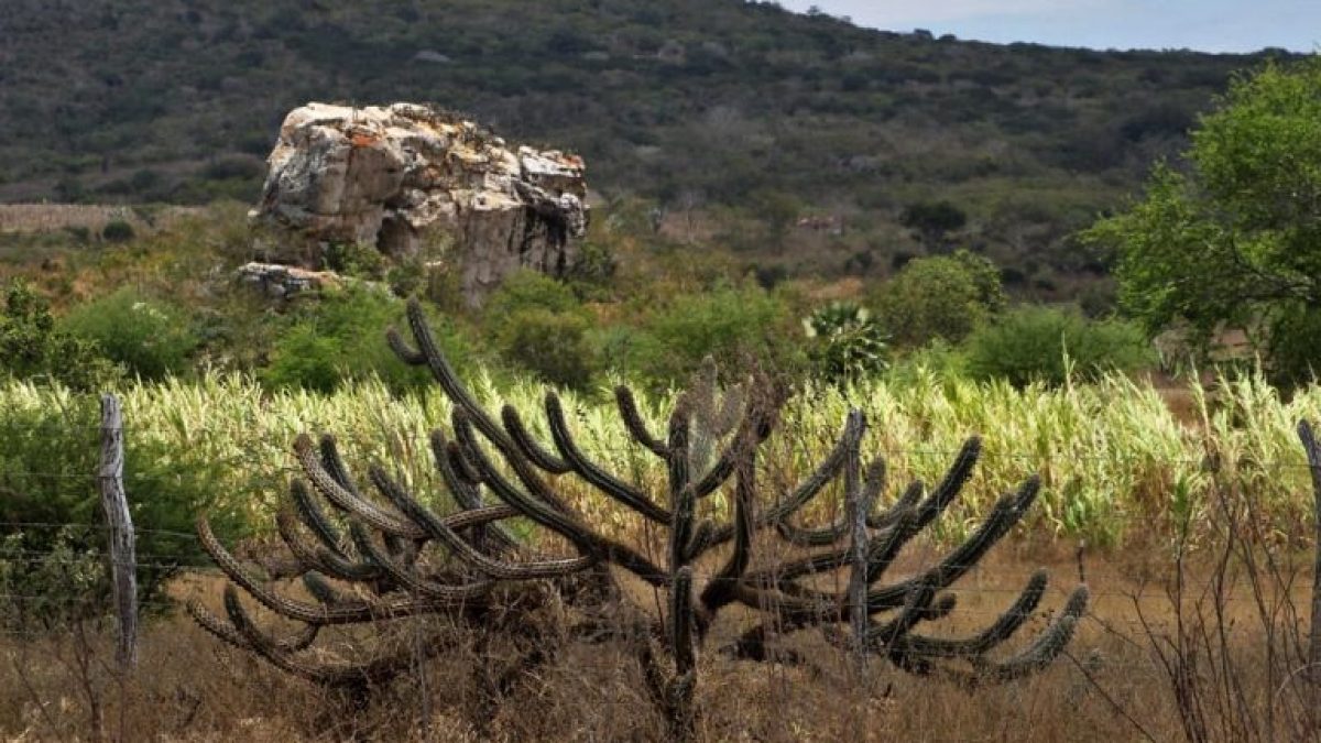 Nova lei institui Política Nacional de Recuperação da Vegetação da Caatinga