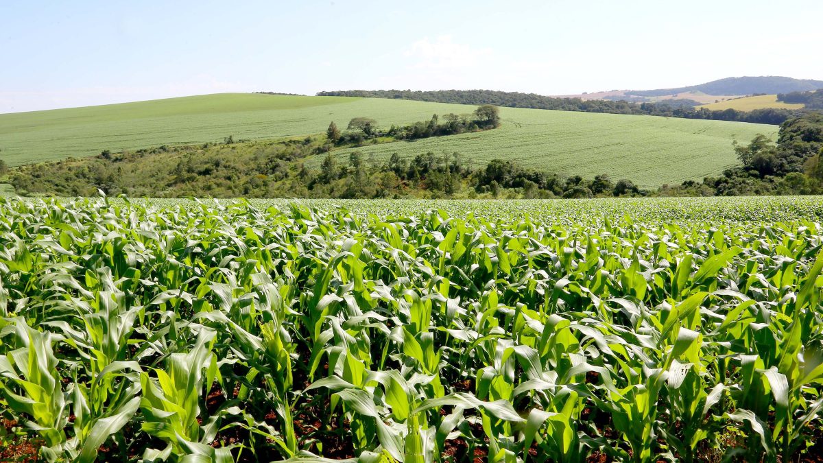 Conflitos globais elevam preço de fertilizantes e pressionam safra paranaense