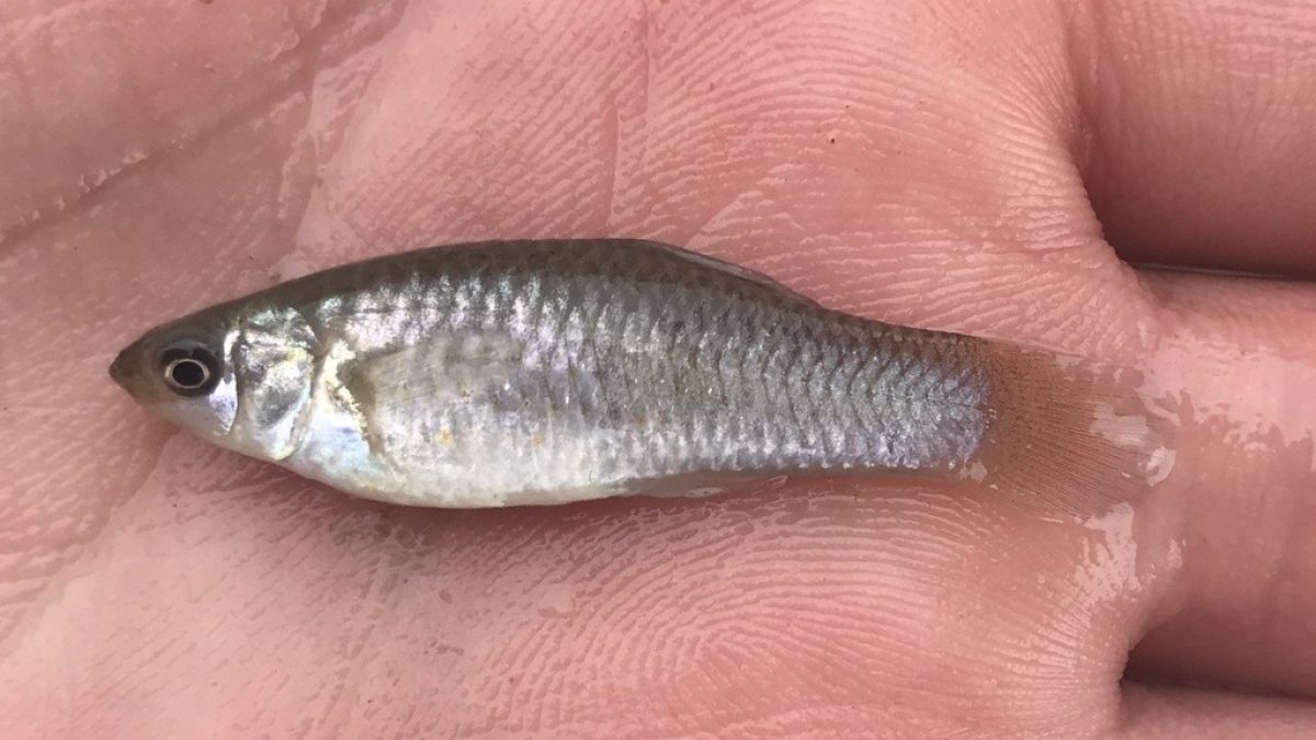 Peixe fêmea se reproduz sem machos há 100 mil anos, revela estudo