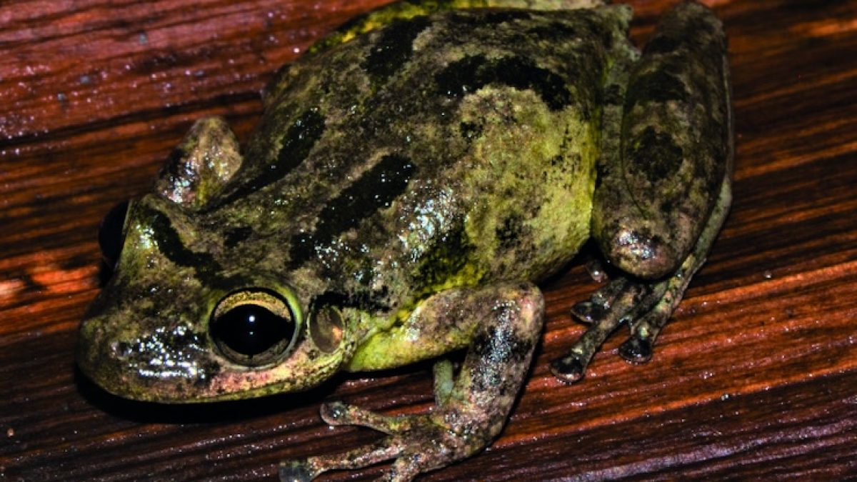 Microplásticos são detectados em girinos e poças d'água na Amazônia pela primeira vez