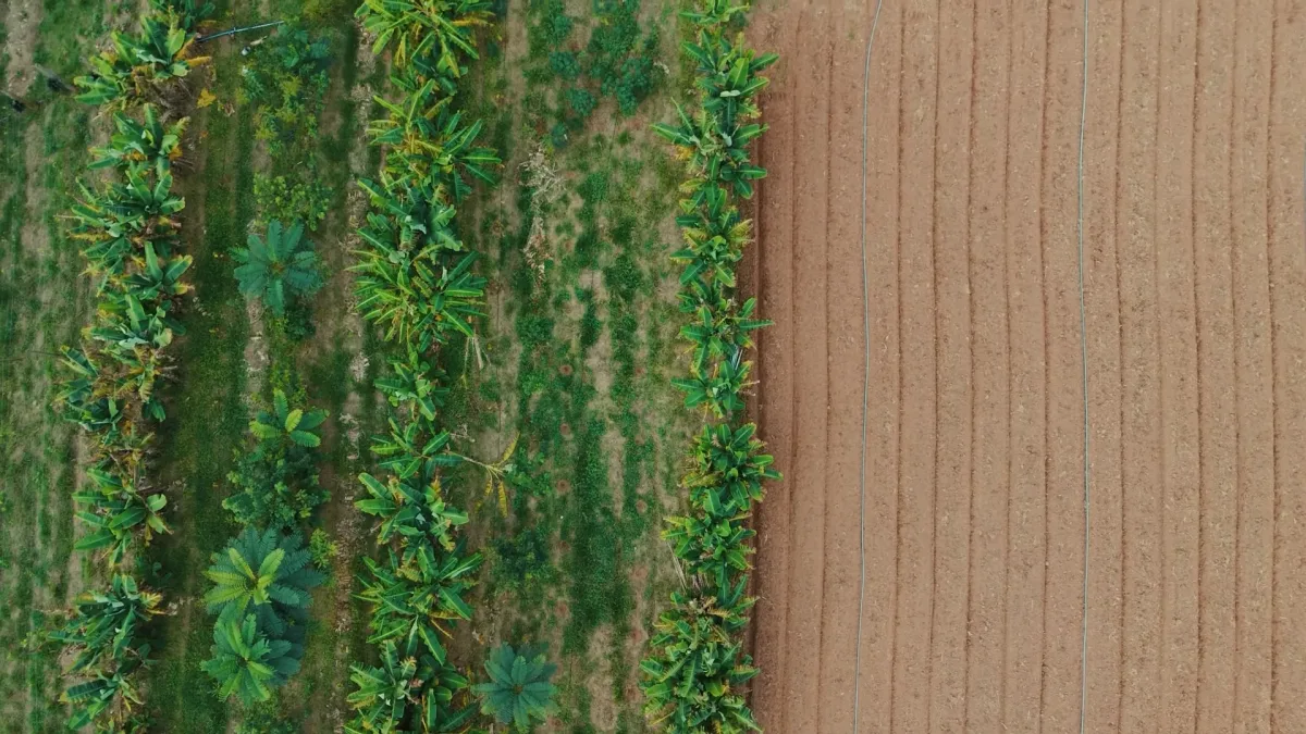 Sistemas agroflorestais recuperam solo degradado e reduzem dependência de insumos químicos, aponta curso do MST