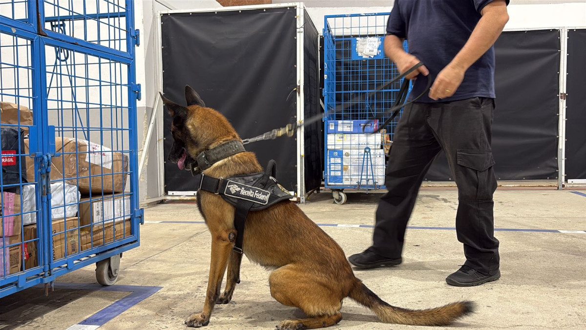 Durante ação integrada, PCCE e Receita Federal apreendem 6 kg de skunk em Fortaleza