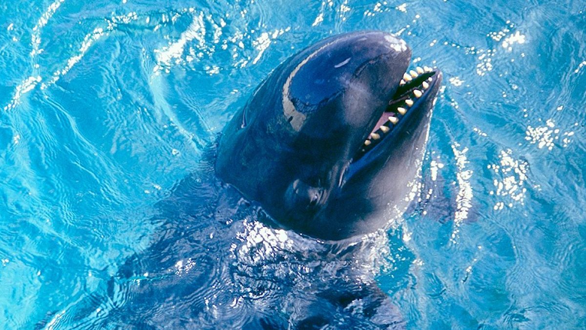 Aquecimento do mar pode estar fazendo falsas-orcas perderem peso, aponta estudo