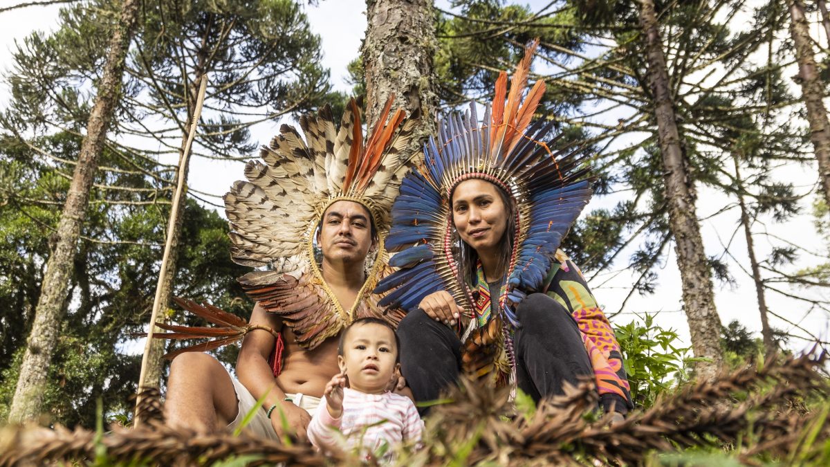 Povo Xokleng recupera araucárias sagradas em terra indígena de Santa Catarina
