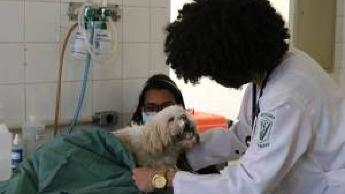 Governo federal sanciona lei que torna crime exercício ilegal da medicina veterinária