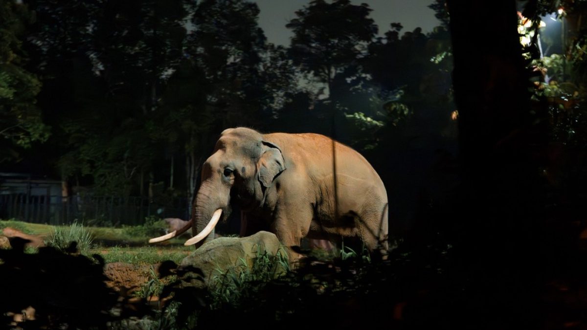 Uma noite no zoológico