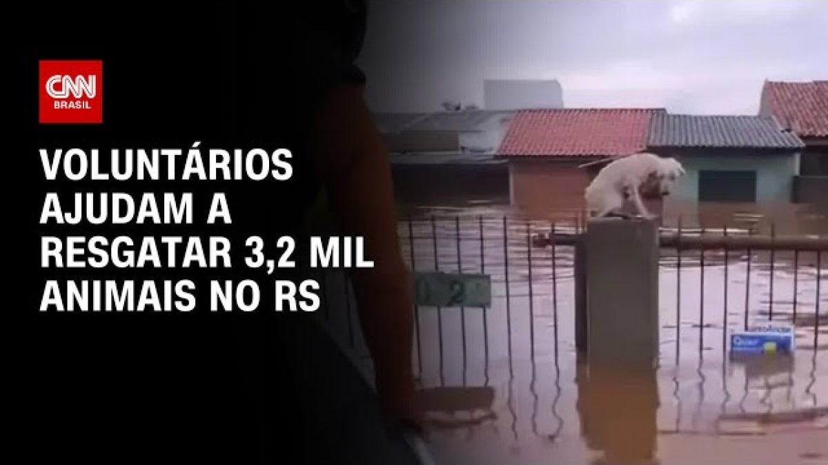 ONG faz campanha para trocar notas fiscais por ajuda a animais resgatados
