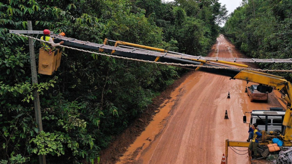 Bióloga brasileira ganha prêmio da National Geographic por pontes que reduzem atropelamentos de fauna