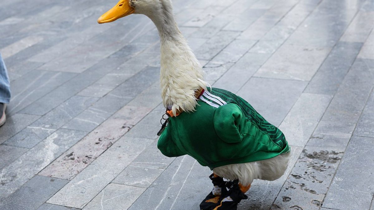 Pato sensação no México ganha convite para acompanhar jogo contra República Tcheca no Azteca
