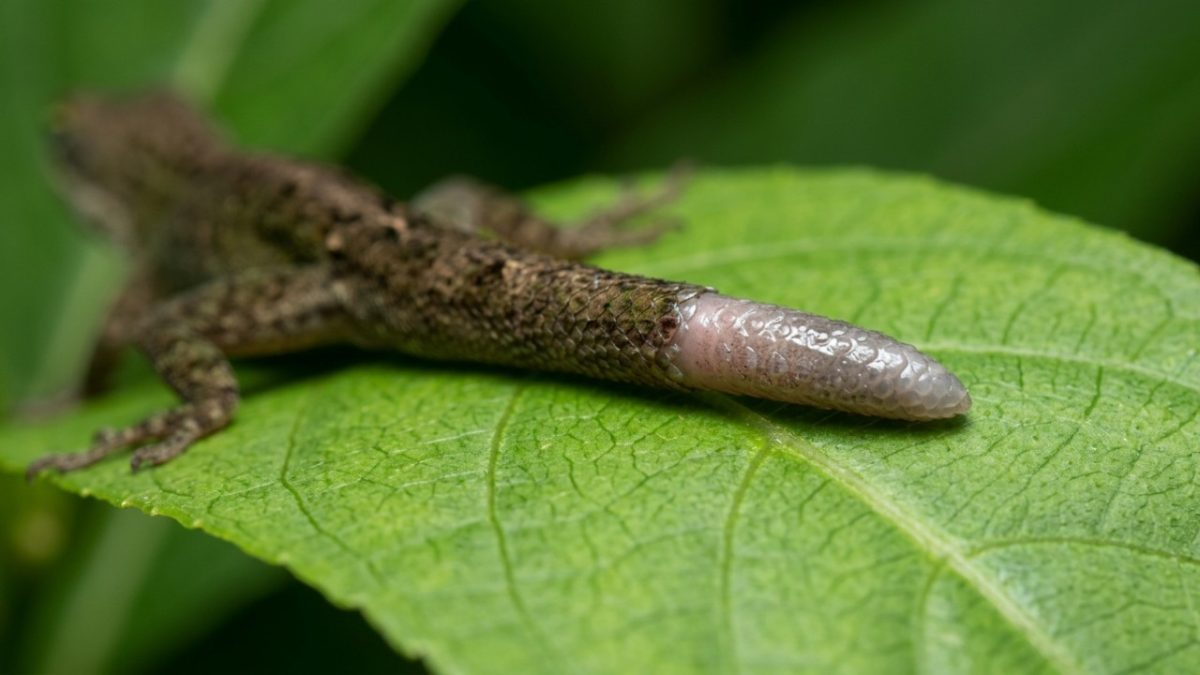 Como o enigmático lagarto renova sua cauda depois de perdê-la criando uma nova estrutura que parece diferente da original