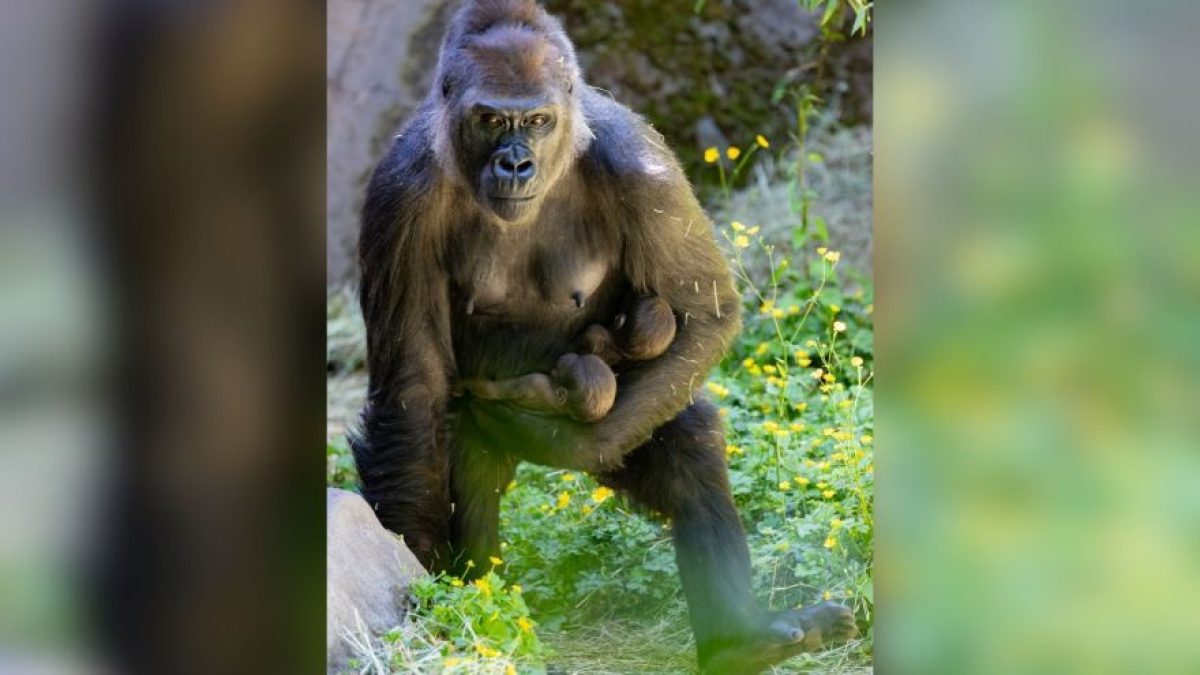 Raro nascimento de quadrigêmeos de espécie ameaçada na Inglaterra