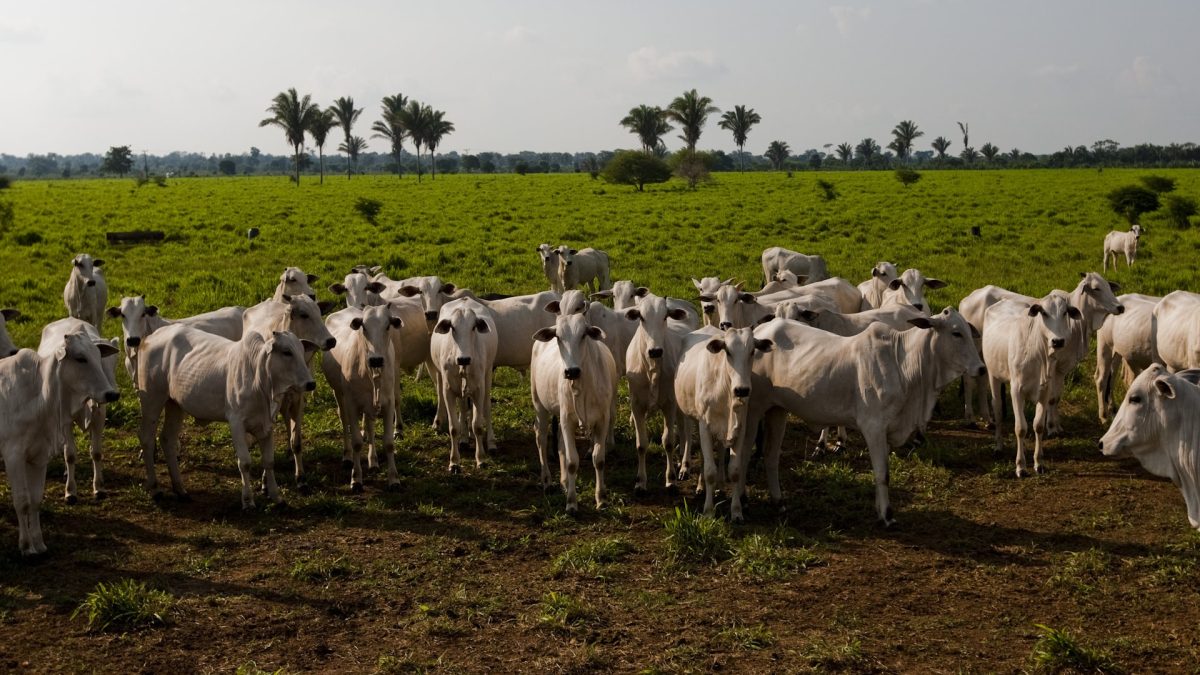 A cadeia da carne ainda está aprendendo a proteger o Cerrado