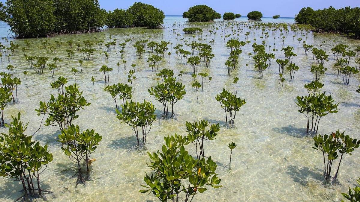 Manguezais revertem declínio e crescem globalmente desde 2010, aponta estudo