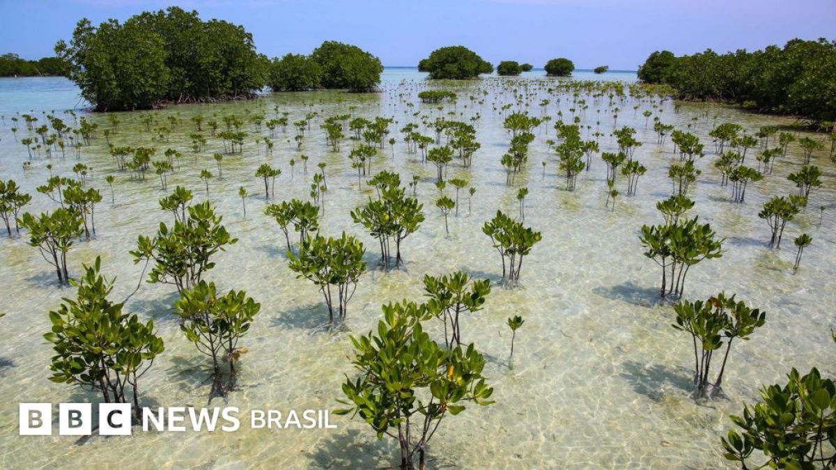 Manguezais surpreendem ao reverter décadas de destruição com expansão natural e proteção legal
