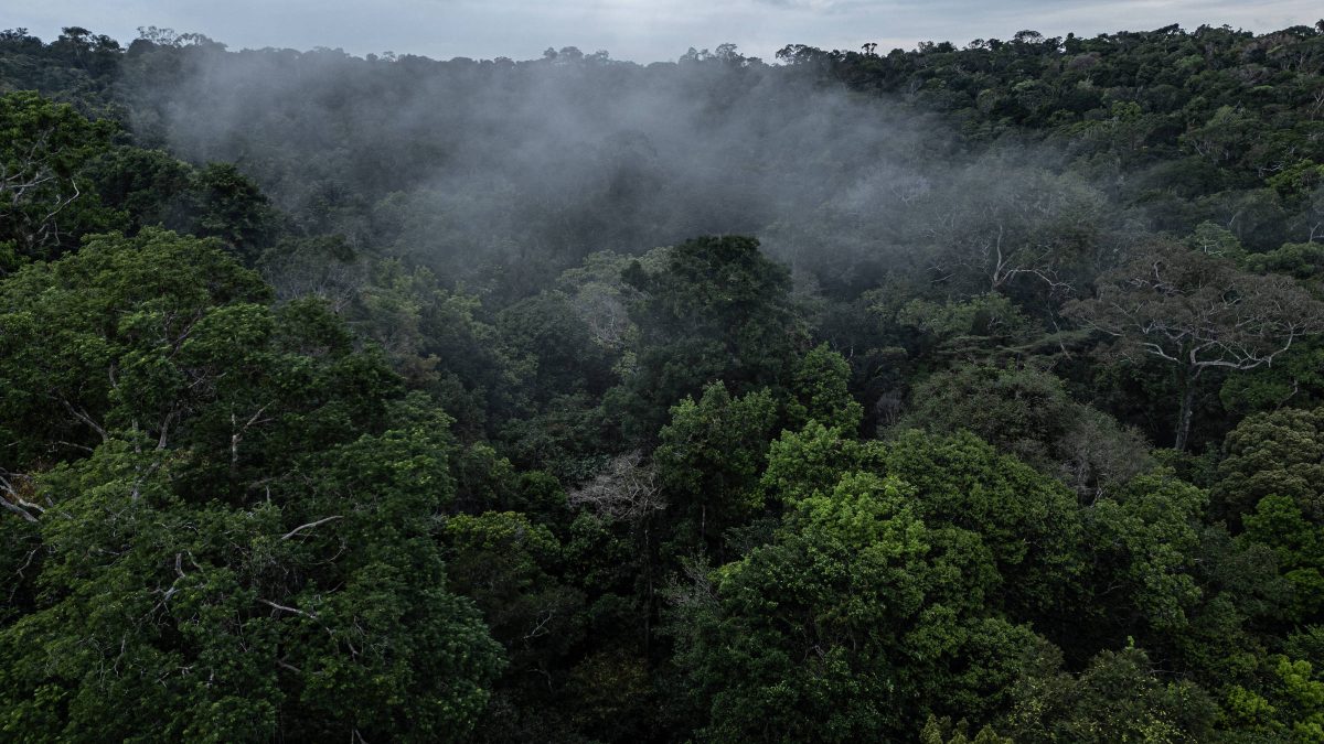 Fundo Amazônia arrecada R$ 2,6 bilhões e aprova R$ 4,3 bilhões em projetos; média anual quadruplica