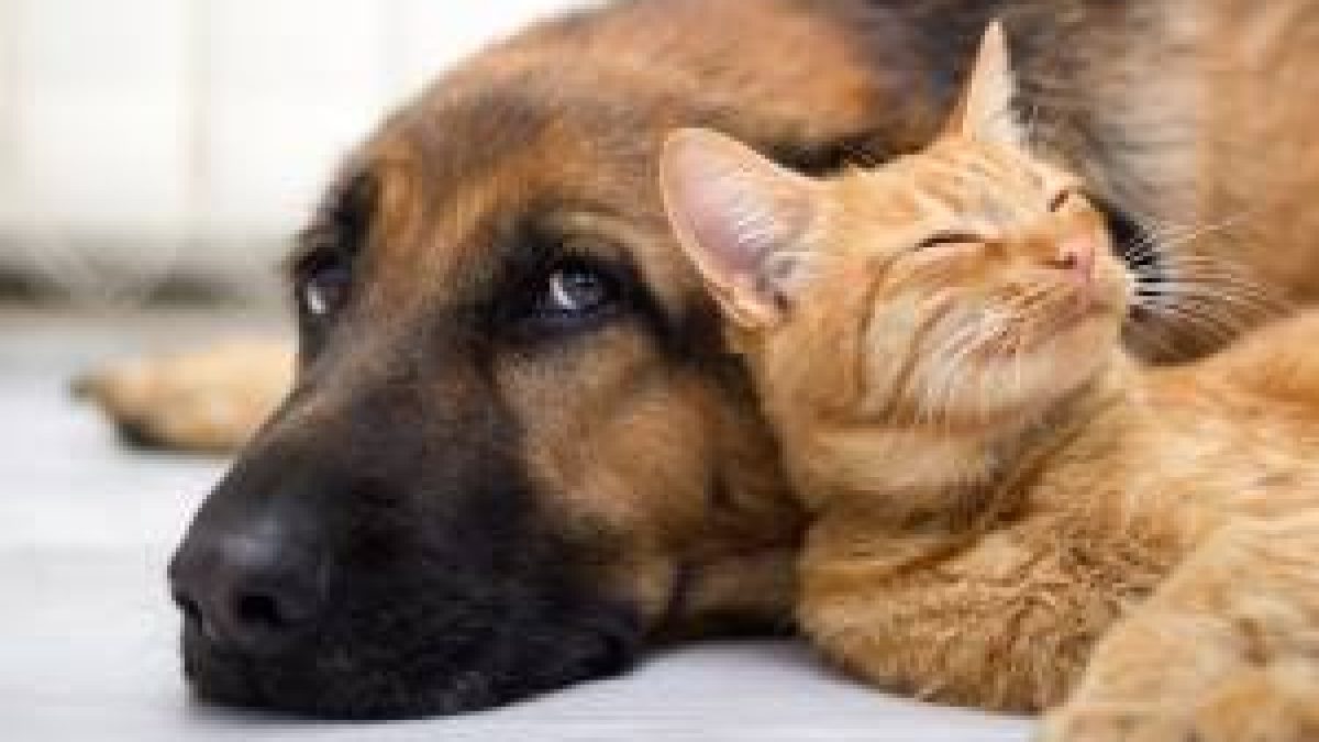 Dormir com cachorro ou gato na cama: benefícios emocionais e riscos à saúde