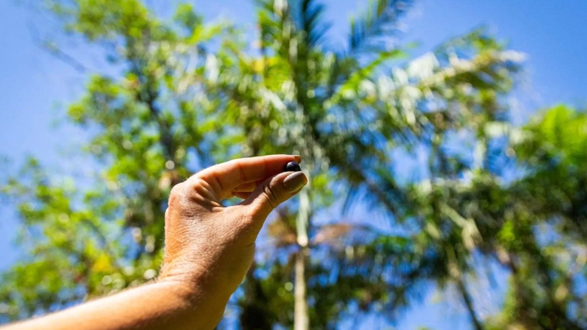 Guanandi, árvore da época colonial, torna-se peça-chave na conservação do papagaio-de-cara-roxa
