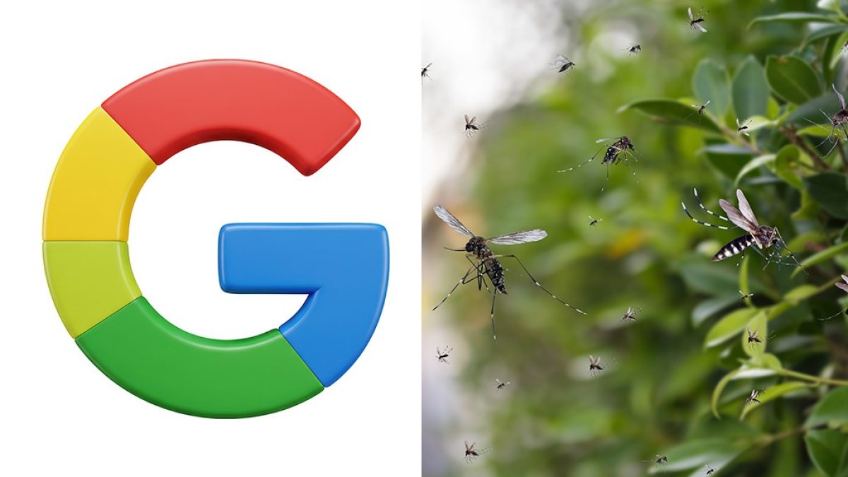Google solicita licença para soltar 32 milhões de mosquitos nos EUA