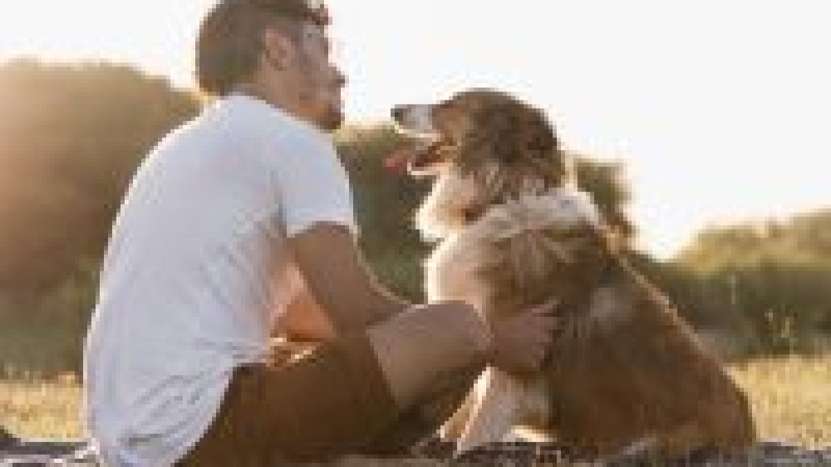 Cachorros entendem o que você diz, não apenas o tom de voz, comprova neurociência