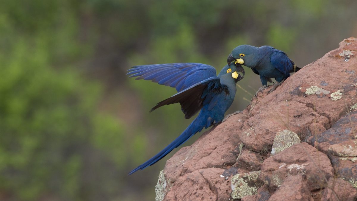 PF apreende celulares e computador de especialista em aves suspeito de tráfico para megazoo na Índia