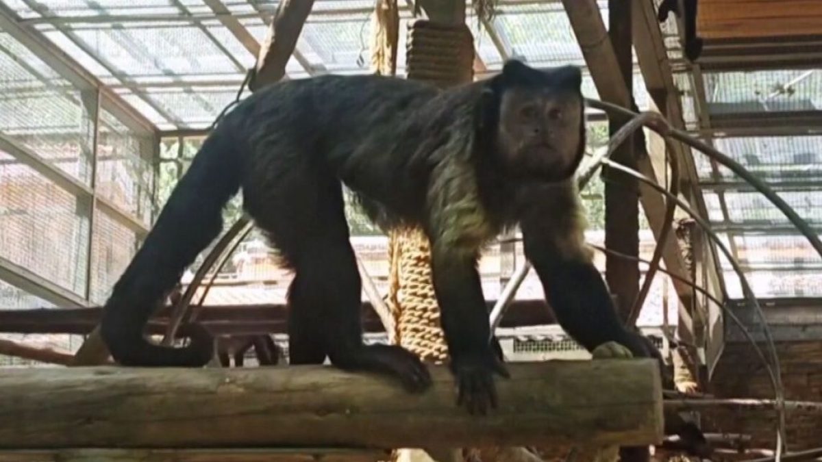 Macaco de rosto quadrado impressiona zoológico e ganha nome na China