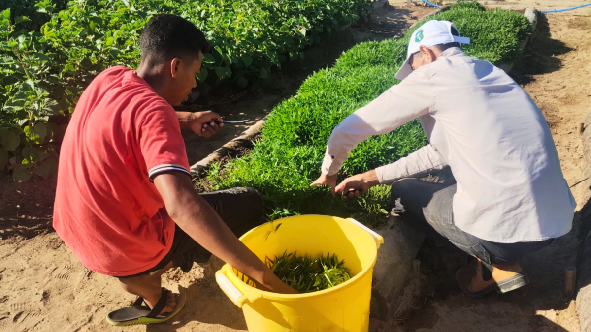 Ceará integra saberes indígenas ao SUS para produção de fitoterápicos