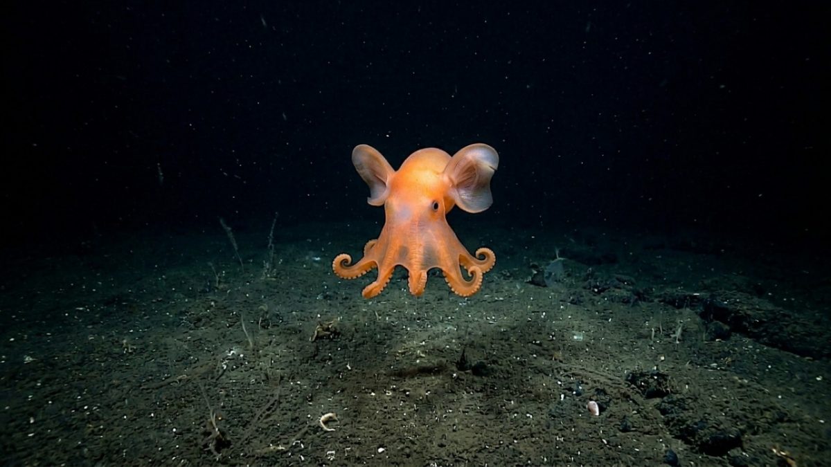 Nova espécie de polvo Dumbo é descoberta no Pacífico a mais de 1.200 metros de profundidade