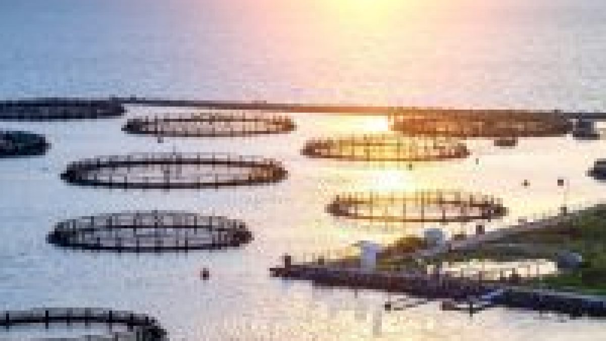 Missão da União Europeia visita Brasil para retomar comércio de pescados