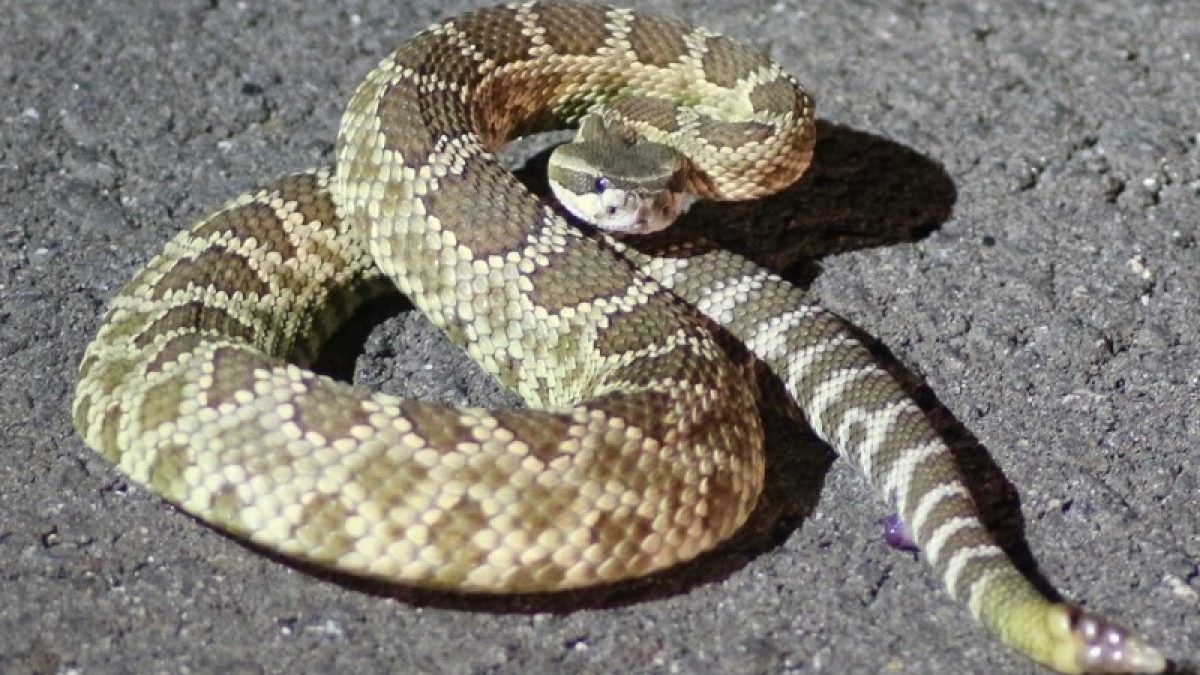 Seleção suíça enfrenta alerta de cobras próximo ao CT nos EUA